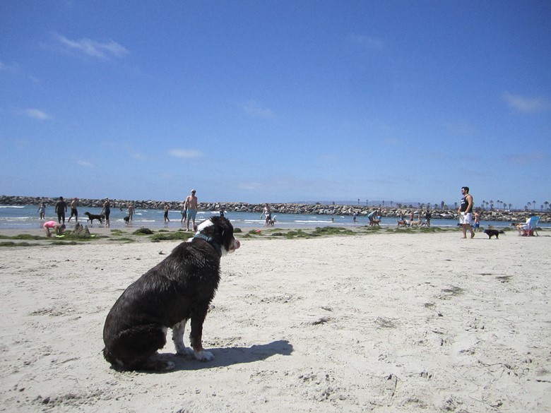 Dog Beach