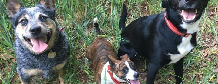 Avalanche Rescue Dogs Wear Ruffwear