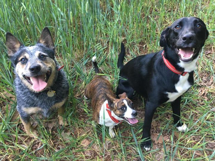 Avalanche Rescue Dogs Wear Ruffwear