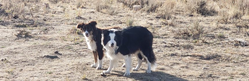 Dogs having summer fun