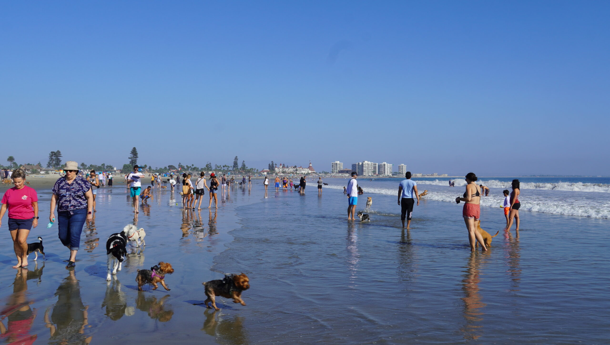 Dog Beach on Dog Day